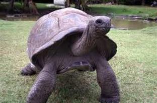 Tortoise Territory