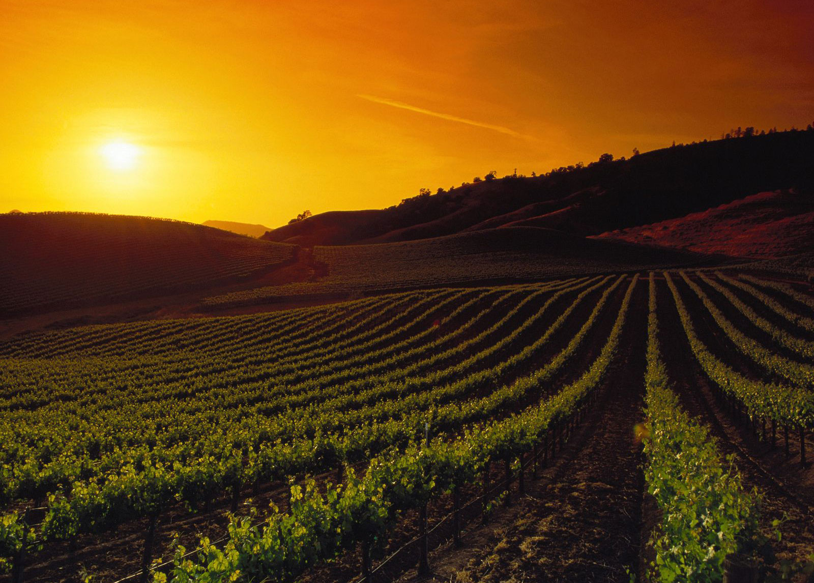 vineyards-at-sunset-destina.jpg